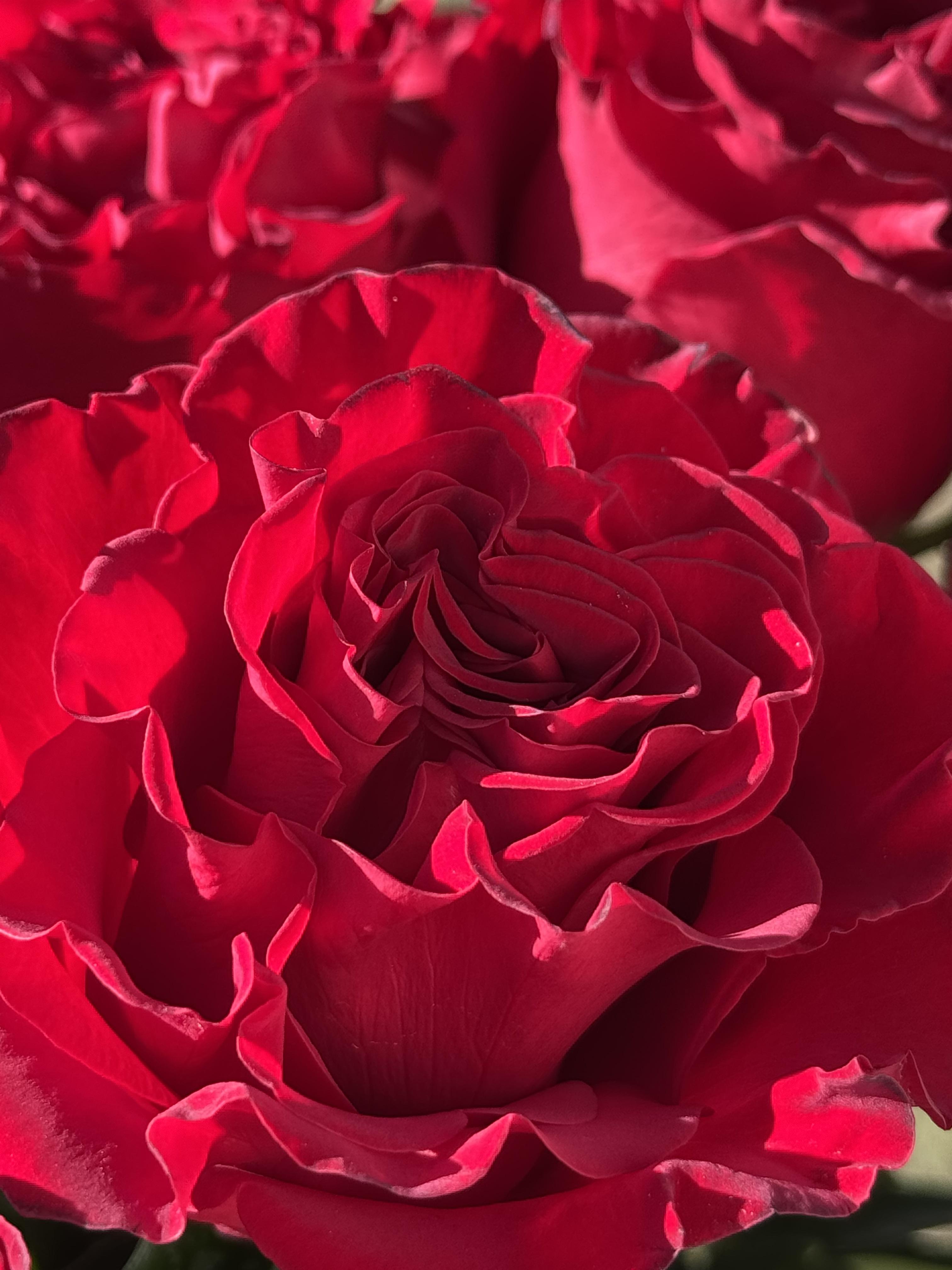 Hearts & Roses - image 9