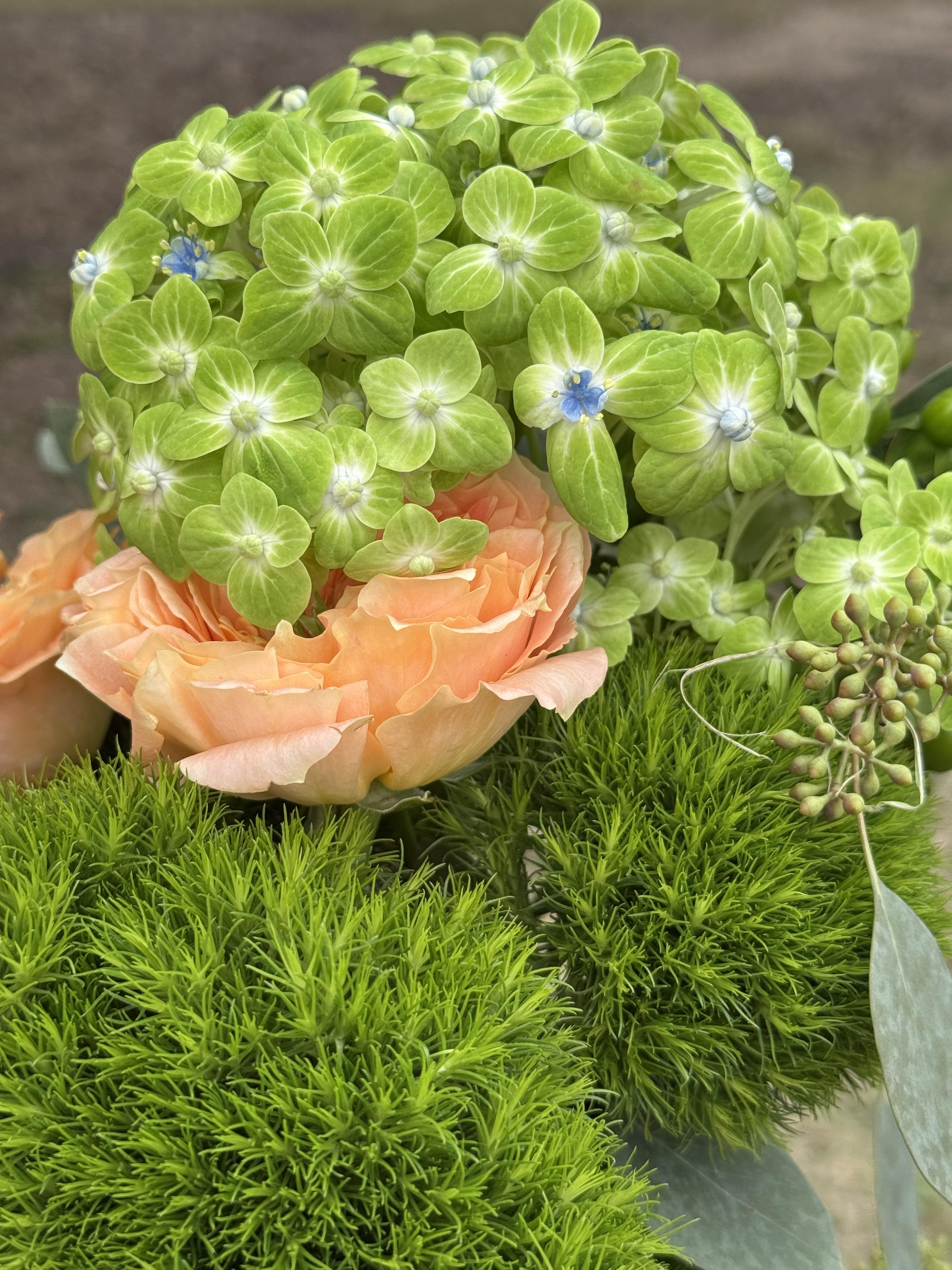 Royal Apricot - image 6