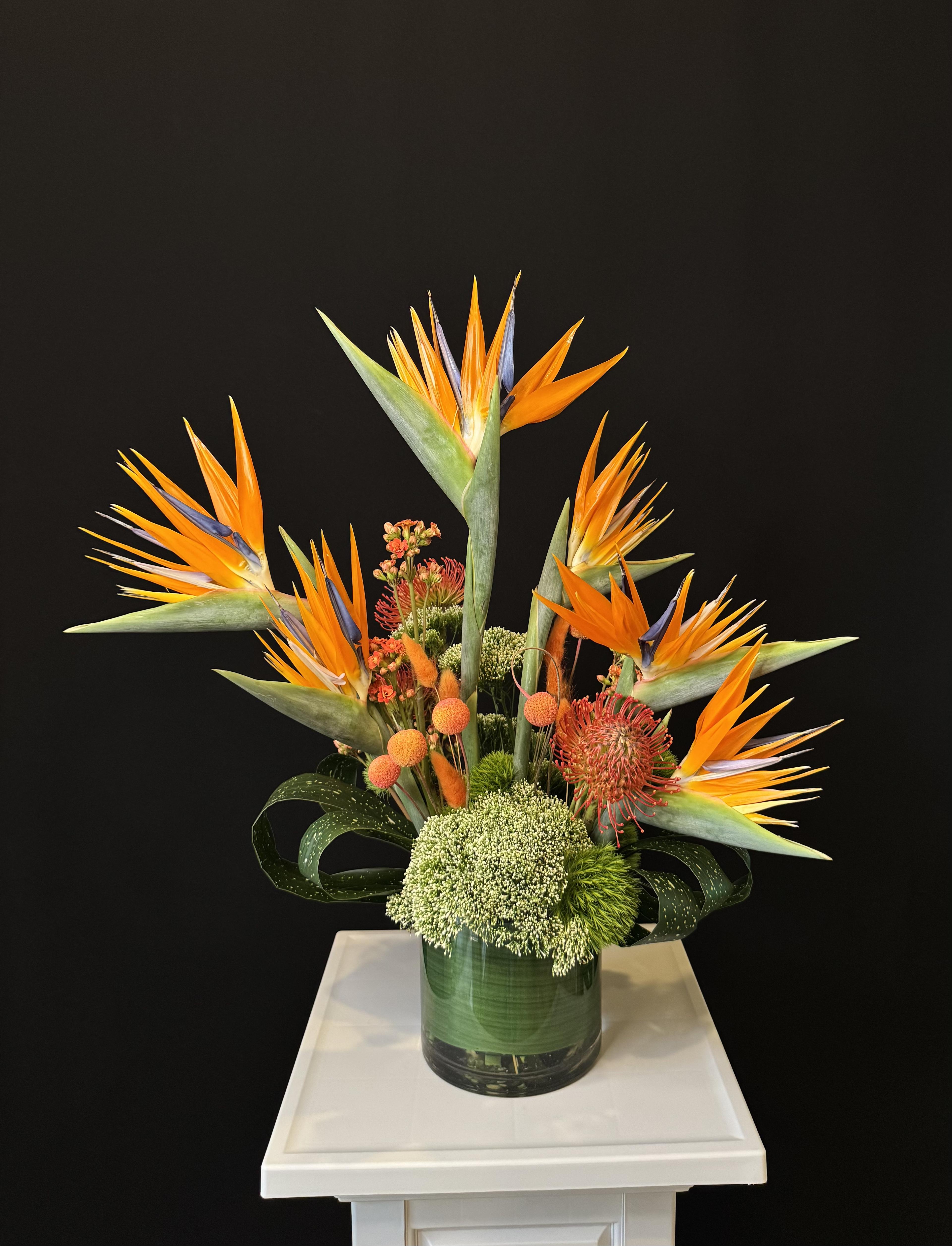 Modern Tropic