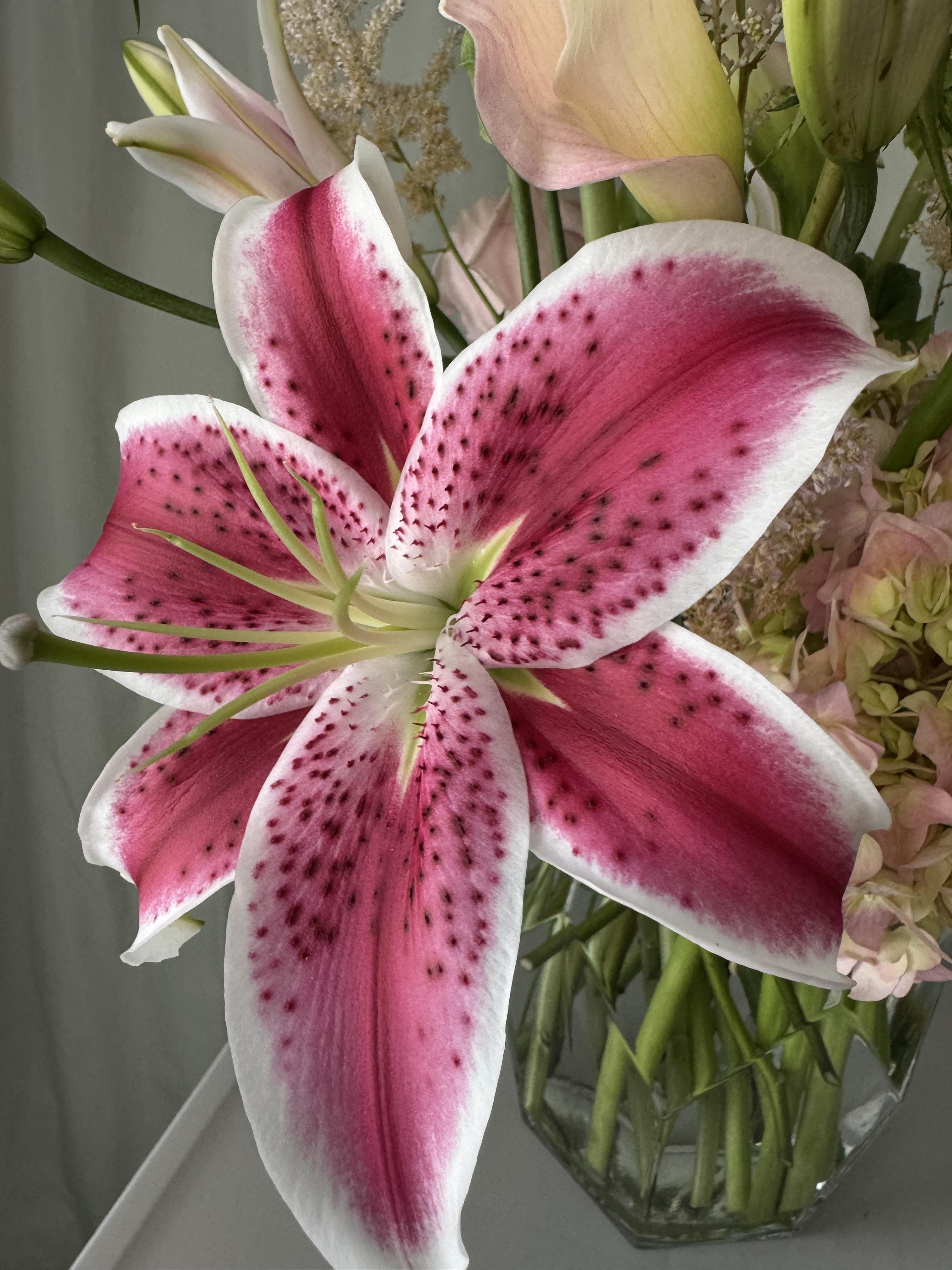 Stargazer Lily Elegance - image 2