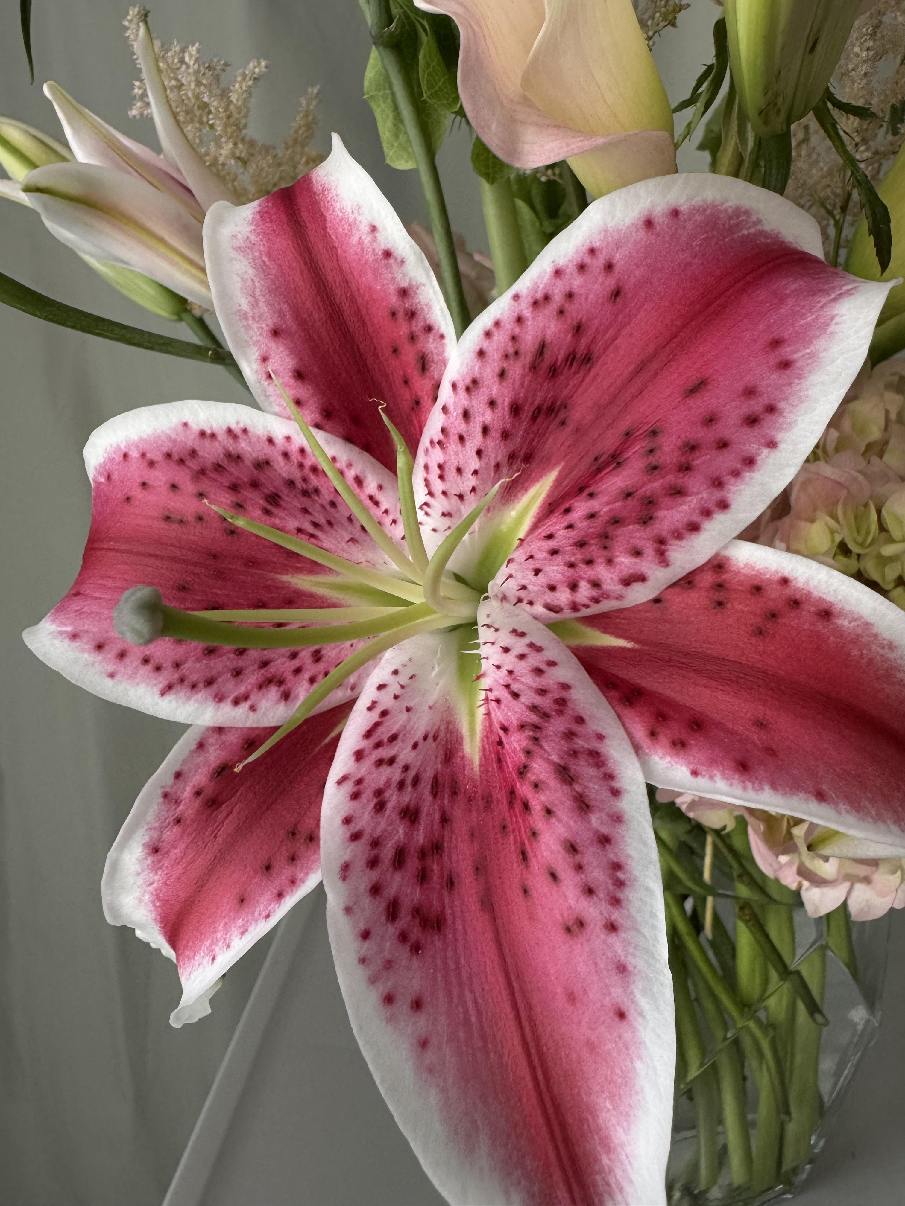 Stargazer Lily Symphony - image 6